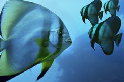 Nikon D2x-Nikon strobe-sealux housings- COMPOSING- 3 batfish by Manfred Bail 